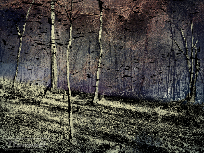 wooded clearing with distant dusk