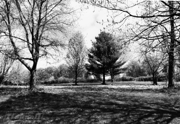 tree clearing scenery