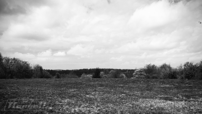 wooded plain clearing scenery